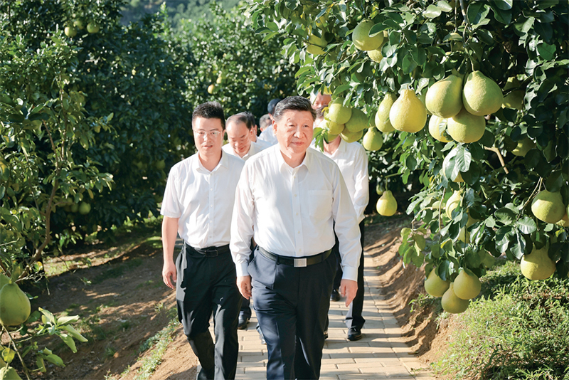 　　2025年11月7日至8日，中共中央總書記、國家主席、中央軍委主席習(xí)近平在廣東考察。這是7日下午，習(xí)近平在梅州市梅縣區(qū)雁洋鎮(zhèn)南福金柚種植基地考察。